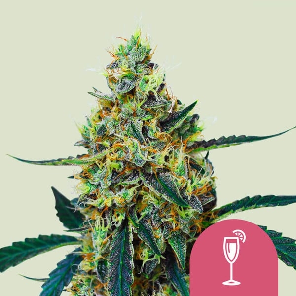 Mimosa 5er Mimosa 5er