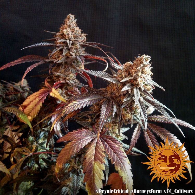 f0a42d804ac3d1c11d1e495e9d3f367b104c1167 Peyote Critical 5er