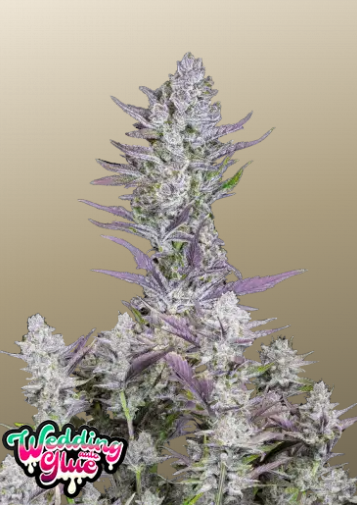 Fastbuds 420 Wedding Glue Auto 3er