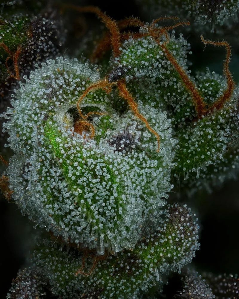 All Gas Og 5er