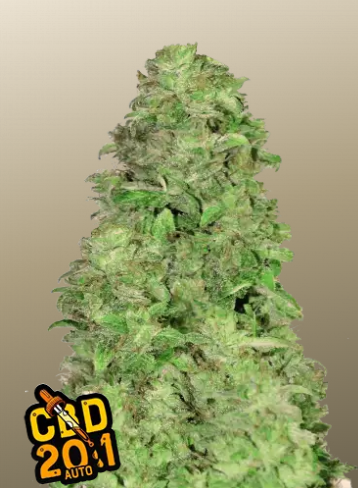 Fastbuds CBD Auto 20:1 10er Fastbuds CBD Auto 20:1 10er
