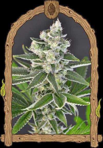 Pink Hokkaido 5er Pack