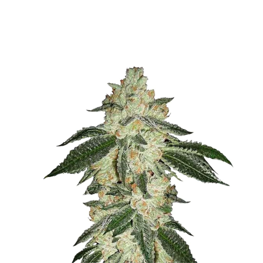 Pink Panties Auto
