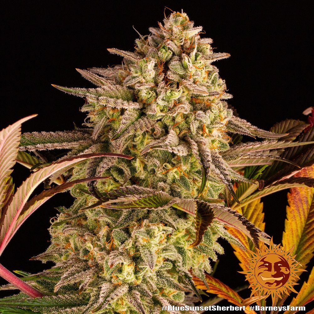 Blue Sunset Sherbert 5er