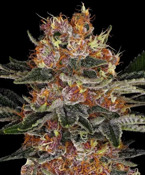 Purple Punch Auto Purple Punch Auto