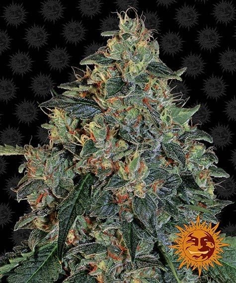 Blueberry Og 5er