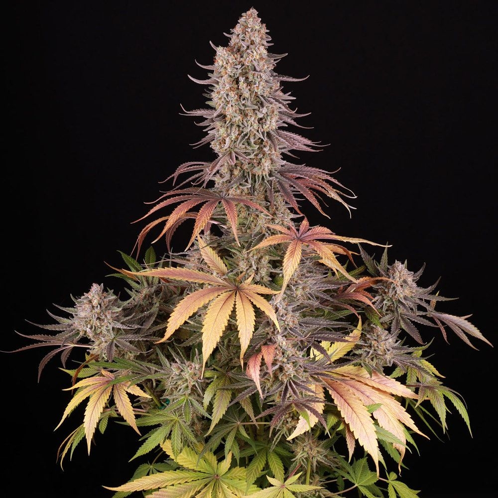 Barneys Sour Strawberry 5er