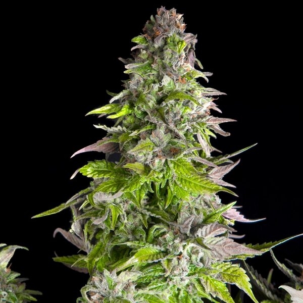 Romulan Pyramid Seeds, 3er Pack reg.