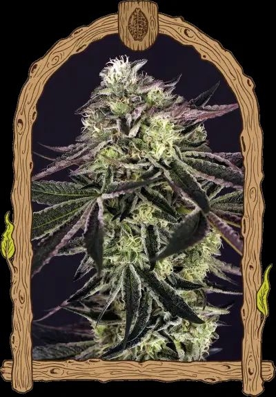 Purple Shot 5er Pack 75/25 Sep