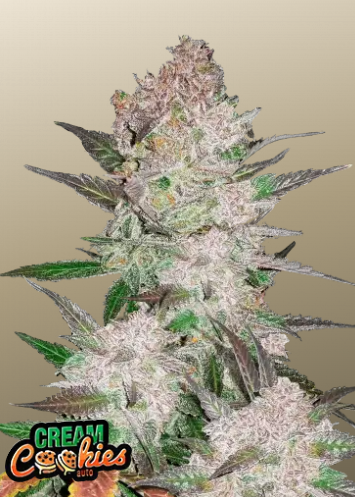 Fastbuds 420 Cream Cookies Auto 3er