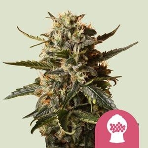 1864974d3aabc5cdf292f03201c0a0ff8acd13fa Bubblegum XL 5er