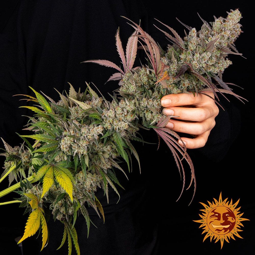 Kush Mintz 5er