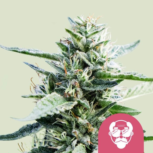 Granddaddy Purple 5er