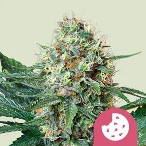 Royal Cookies 5er