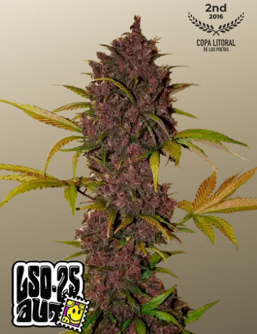Fastbuds 420 LSD-25 Auto 3er