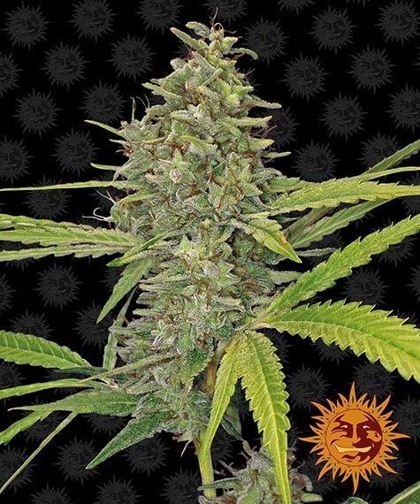 G13 Haze 5er