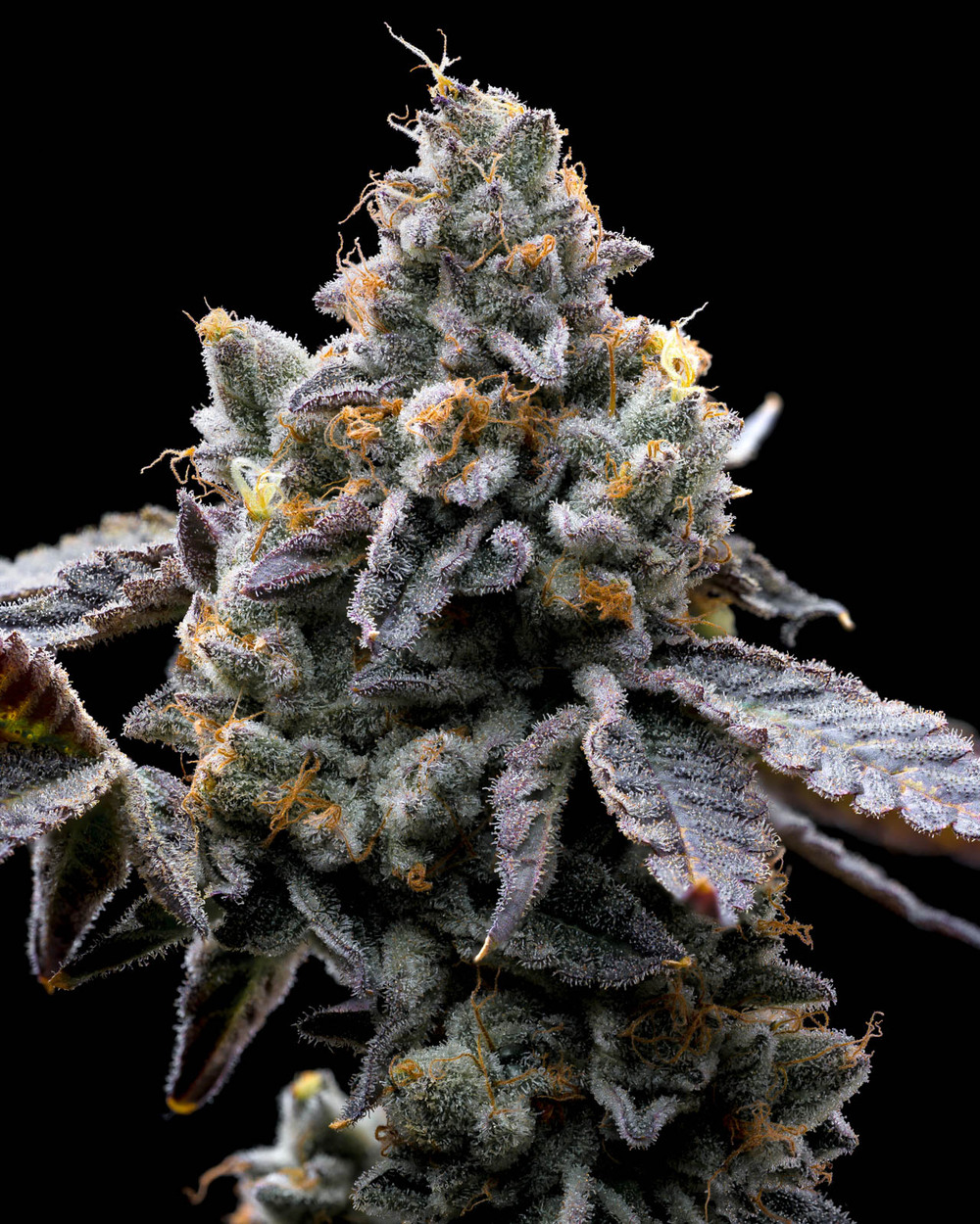 GMO Cookies 5er