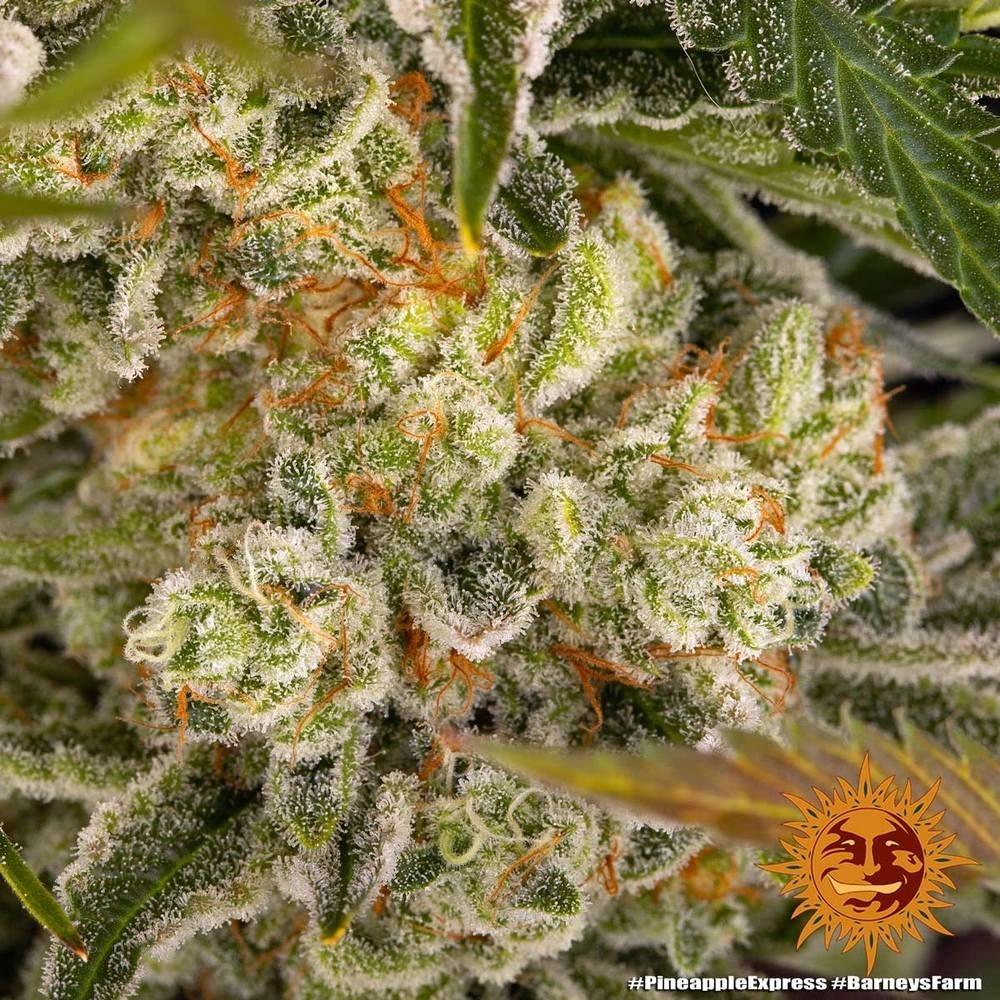 6e01262738ee6643306cafade56d40e278014e24 Pineapple Express 5er 40/60 Sep