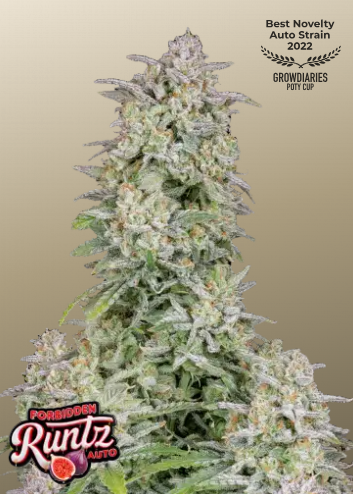 Fastbuds 420 Forbidden Runtz Auto 3er