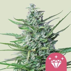 Special Kush #1 5er 80%/20% Sep