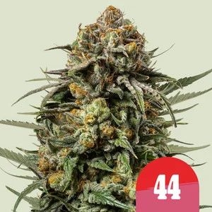 02e9c56e3732568c445aefd7fb39844892c0655f Gelato 44 feat. Tyson 5er 75%/25% Sep.