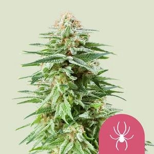 2f20b35b7cb3ed46df92e619a34e2612fcac8700 White Widow 5er 50%/50% Sep