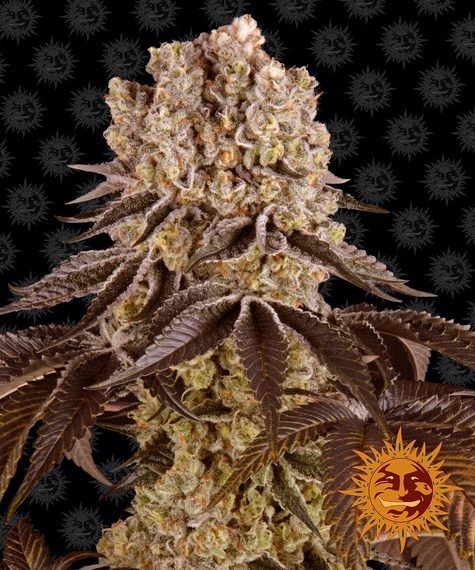 e5efb39313a881282ce55800035dc833d966ebf6 Purple Punch 5er