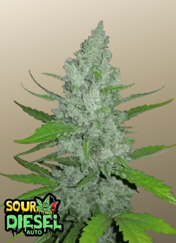 Fastbuds 420 Original Auto Sour Diesel 3er Fastbuds 420 Original Auto Sour Diesel 3er