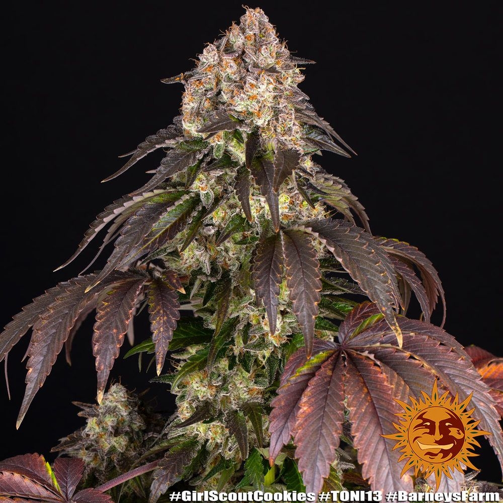 Girl Scout Cookies 5er
