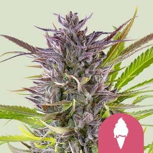 Green Gelato 5er