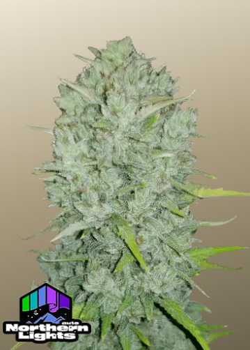 Fastbuds 420 Original Auto Northern Lights 1er Fastbuds 420 Original Auto Northern Lights 1er