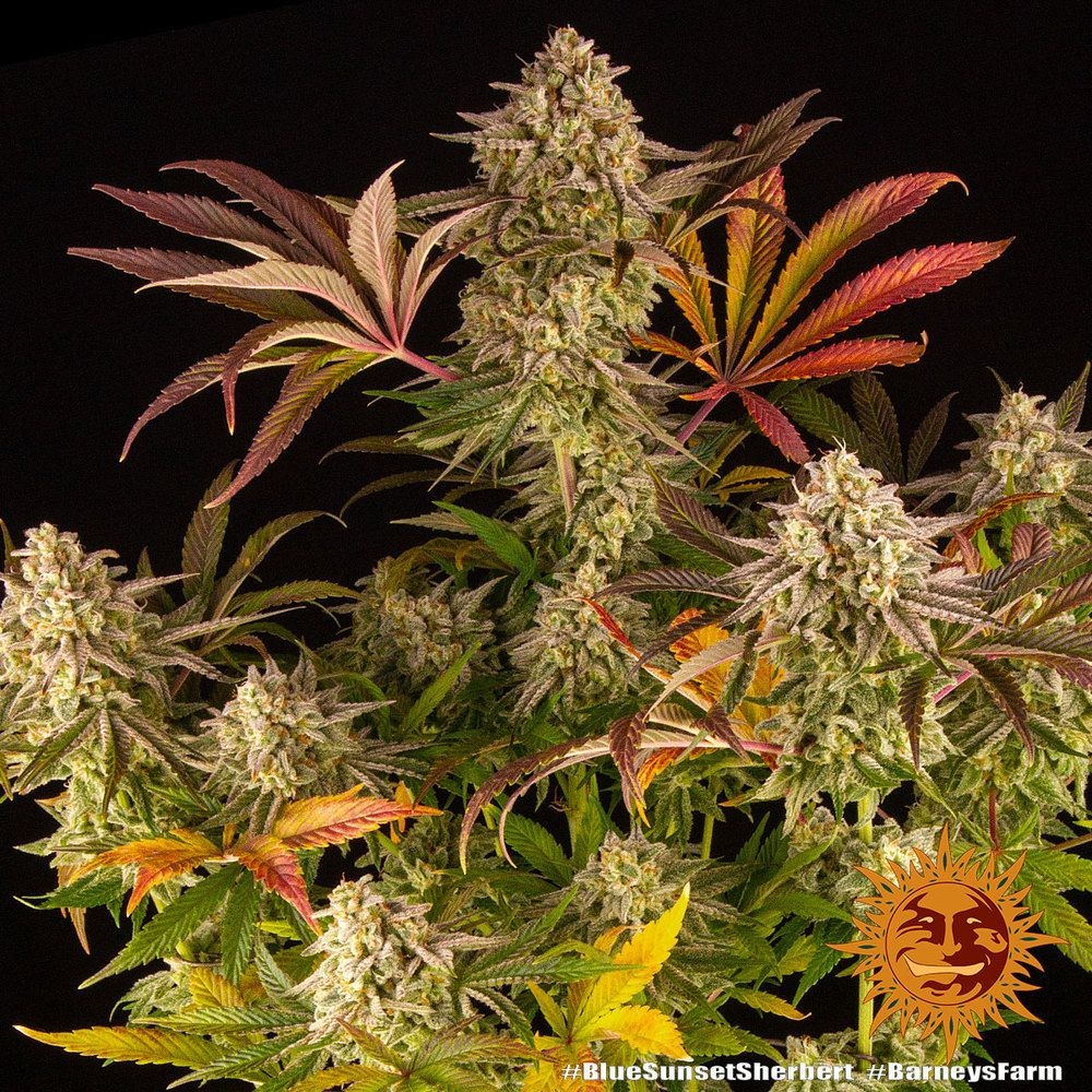 Blue Sunset Sherbert 5er