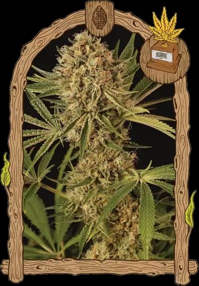 Herz OG 5er Pack 60/40 Okt