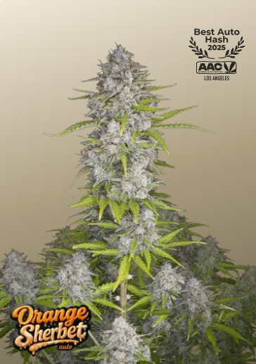Orange Sherbet (3 Fem. Seeds) Orange Sherbet (3 Fem. Seeds)