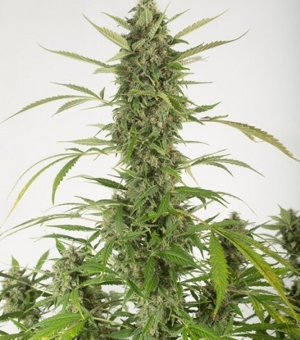 Bubba Kush Auto Bubba Kush Auto