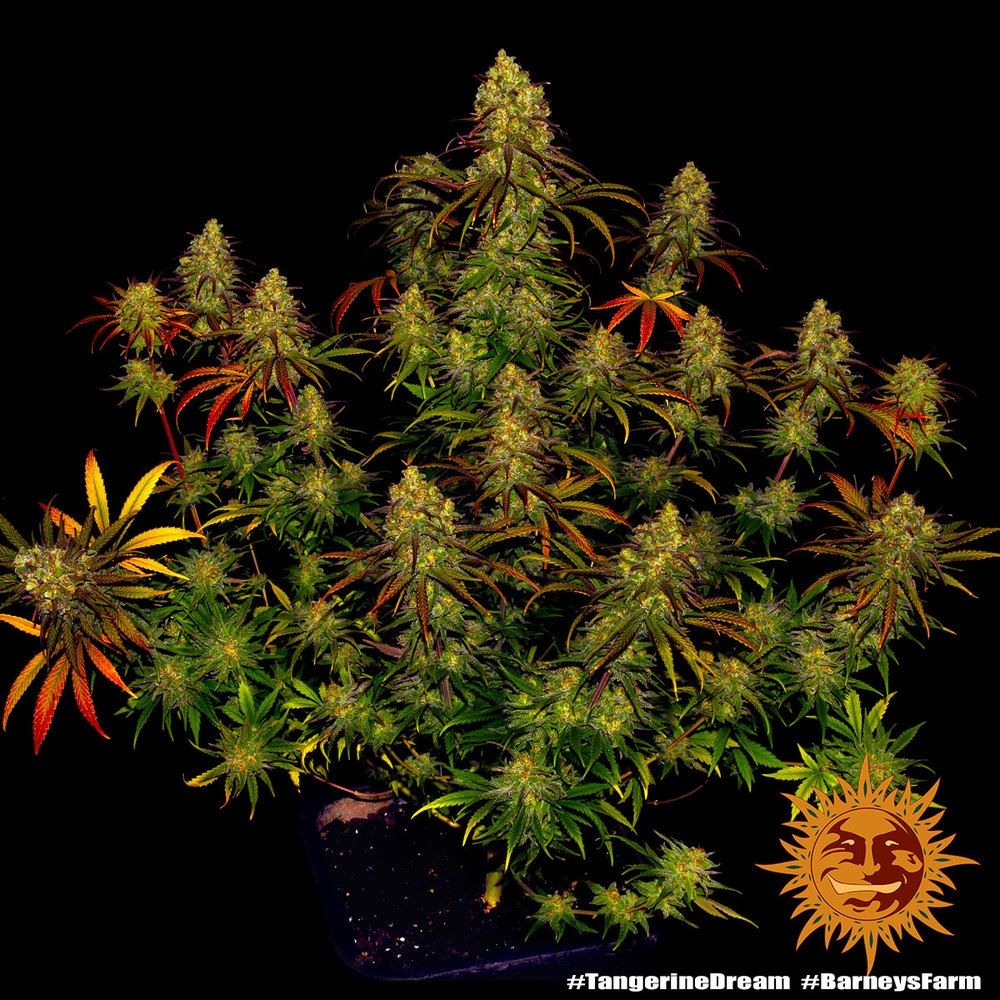 5fc26e0d63cbcd75c12a4a7da9616c4fea5862a8 Tangerine Dream 5er