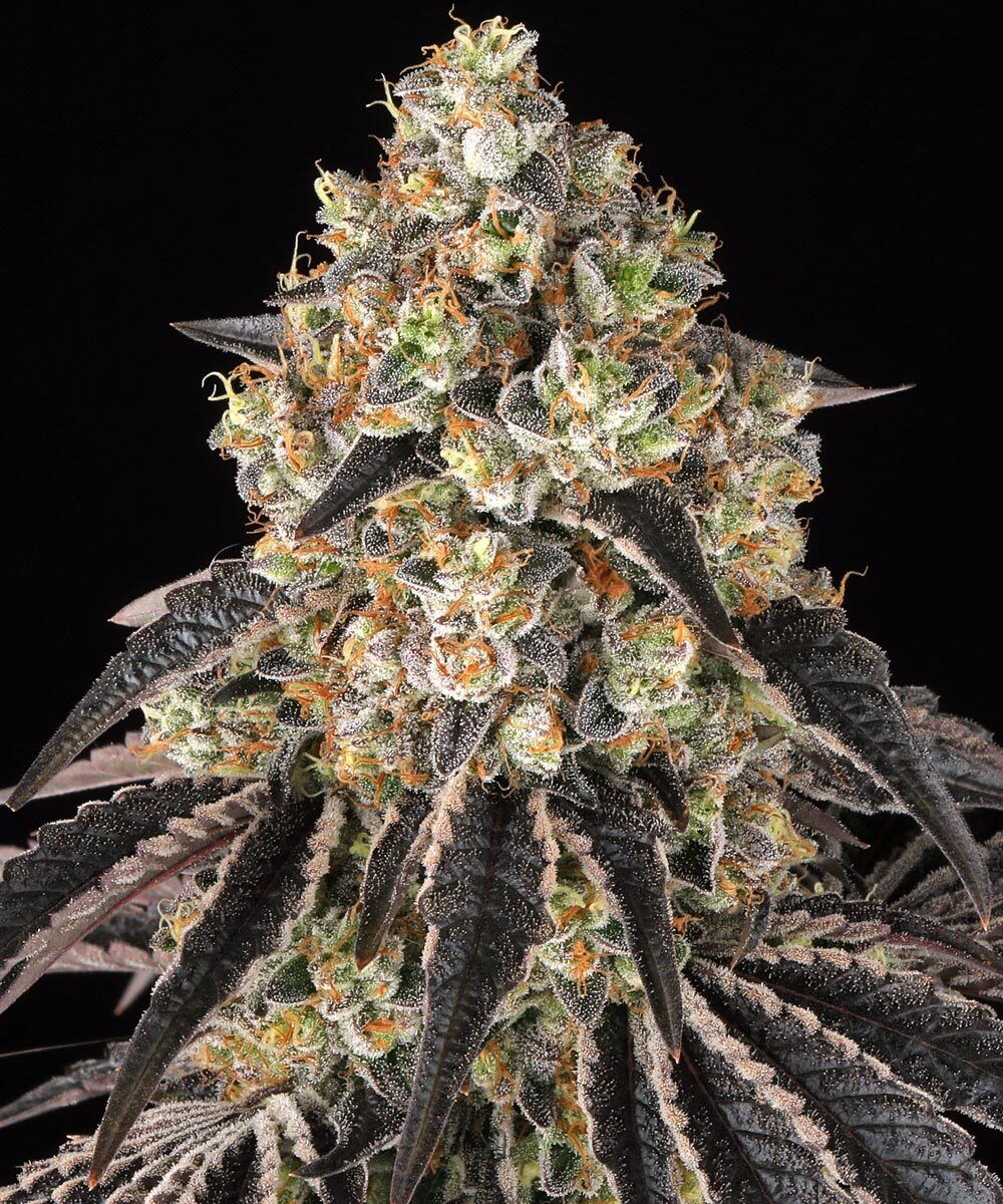 Black Cherry Gushers 3er 60/40 Okt