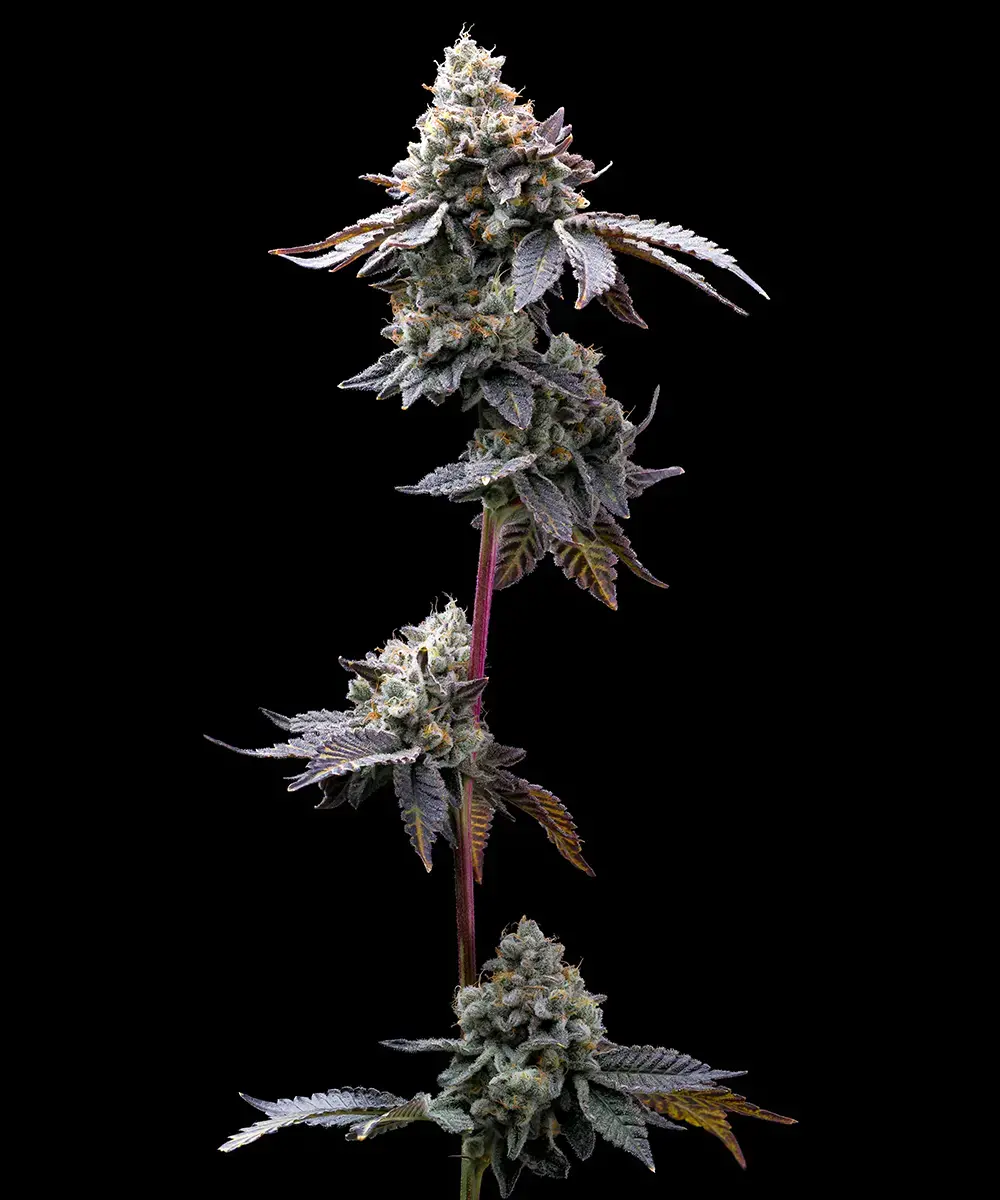 GMO Cookies 5er