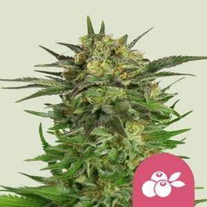 Haze Berry 5er