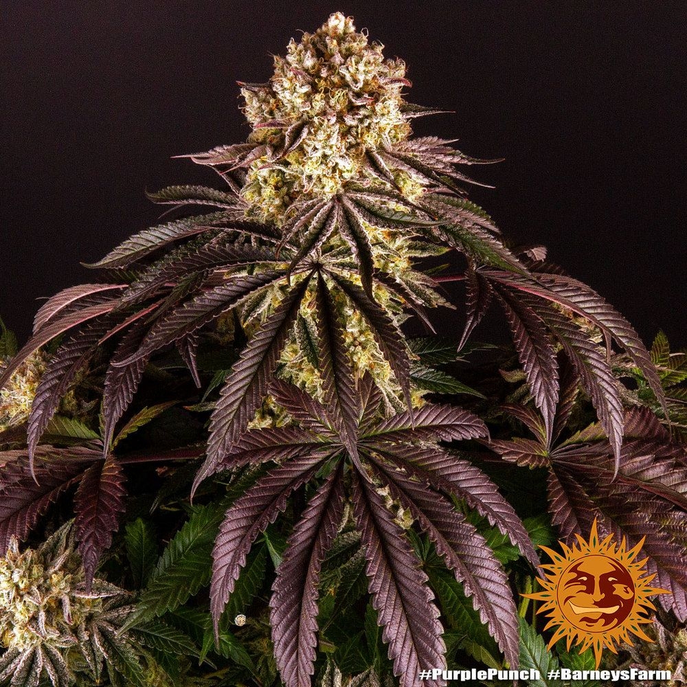 Purple Punch 5er
