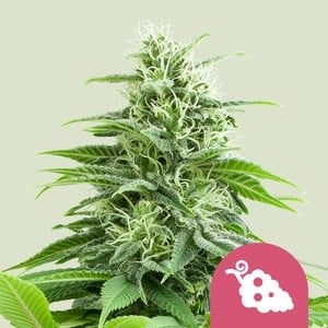 727f68ba355a23abd98737f2f82e9bd92035dd37 Fruit Spirit 5er 70%/30% ende Okt