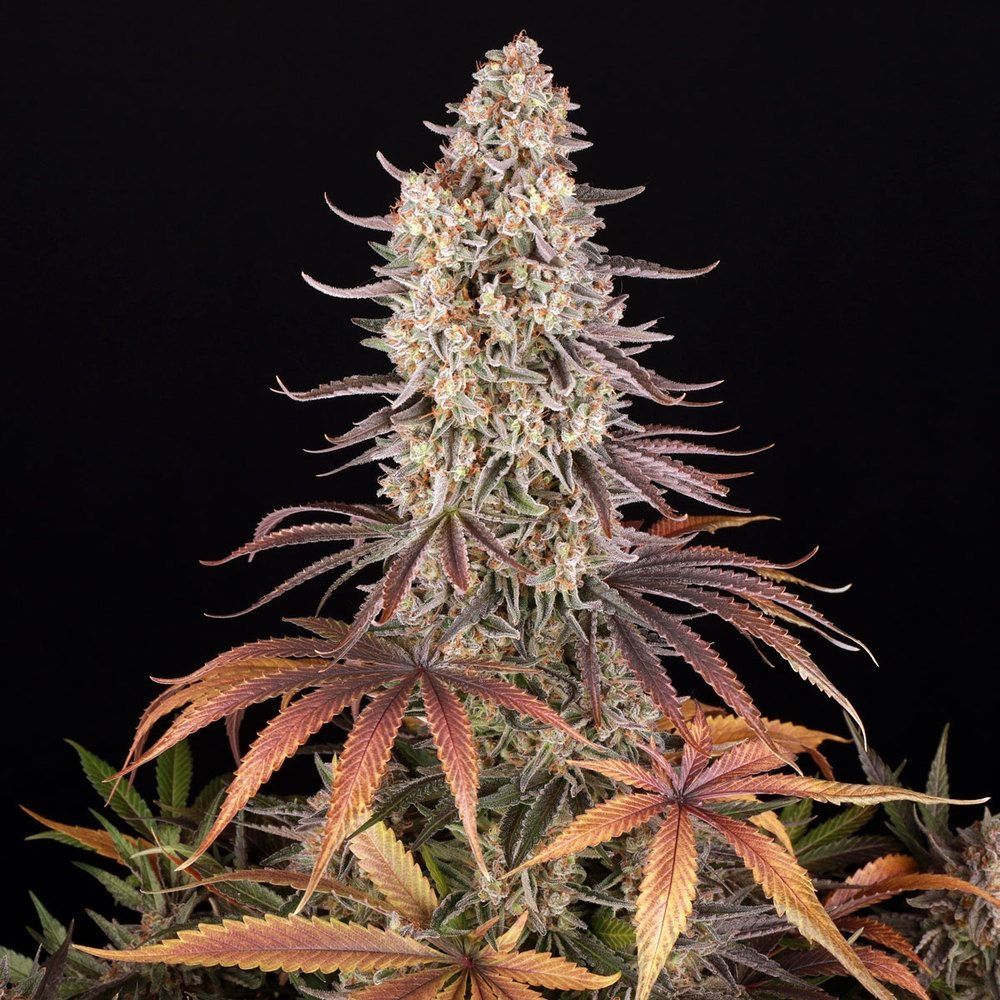 Barneys Sour Strawberry 5er