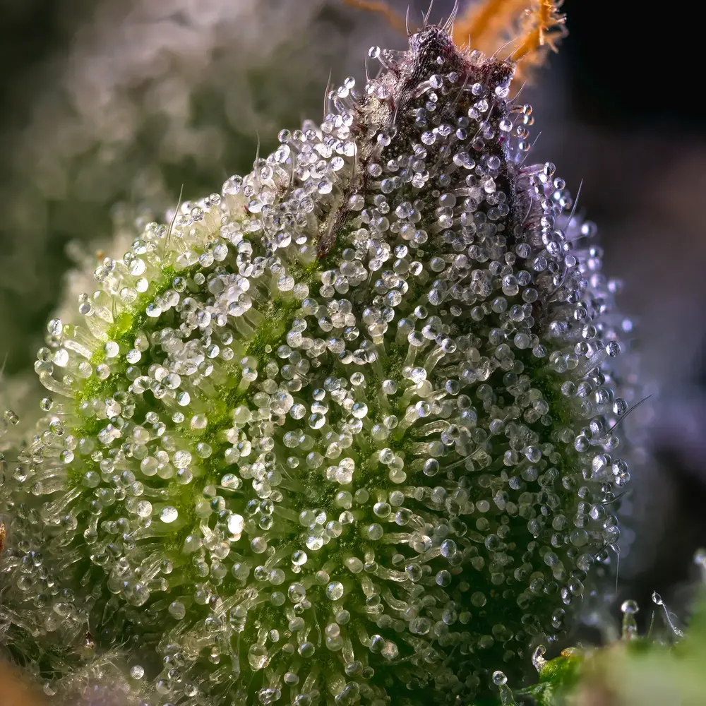 Rainbow Sherbet 5er 50/50 Sep Rainbow Sherbet 5er 50/50 Sep