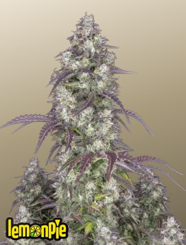 Fastbuds 420 Lemon Pie Auto 3er Fastbuds 420 Lemon Pie Auto 3er