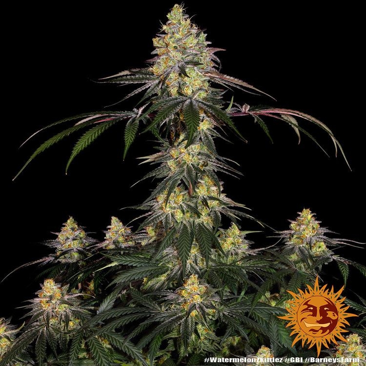 Watermelon Zkittlez 5er