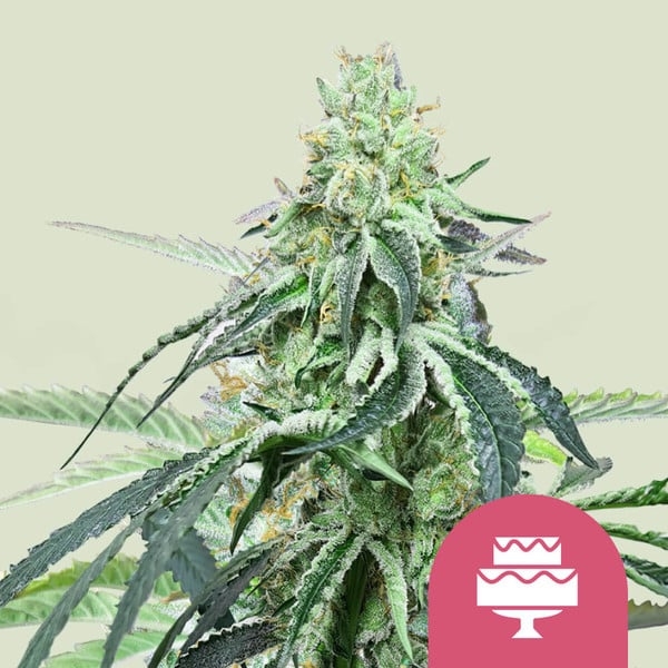 Wedding Gelato 5er