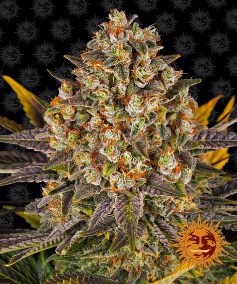 3b52e0f4943dd70df49b4df0075ae104c27c0047 Banana Punch 5er