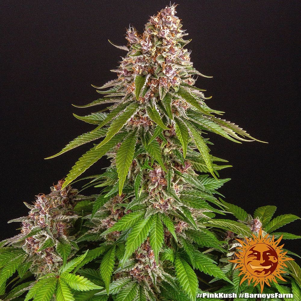 80d5b812a02af87682923b54fe960ba3f68c85ec Pink Kush 5er