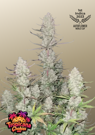 Fastbuds 420 Tropicana Cookies Auto 3er