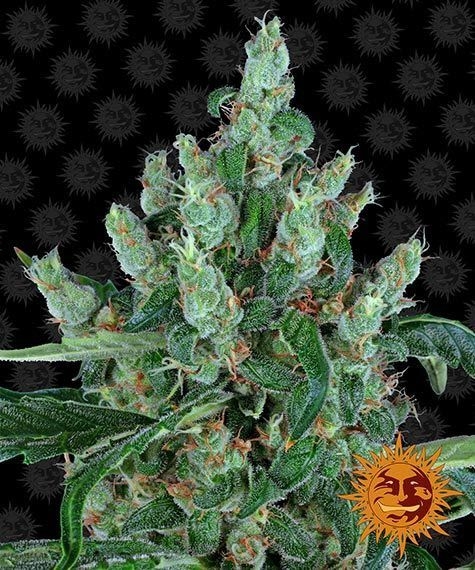 Laughing Buddha 5er